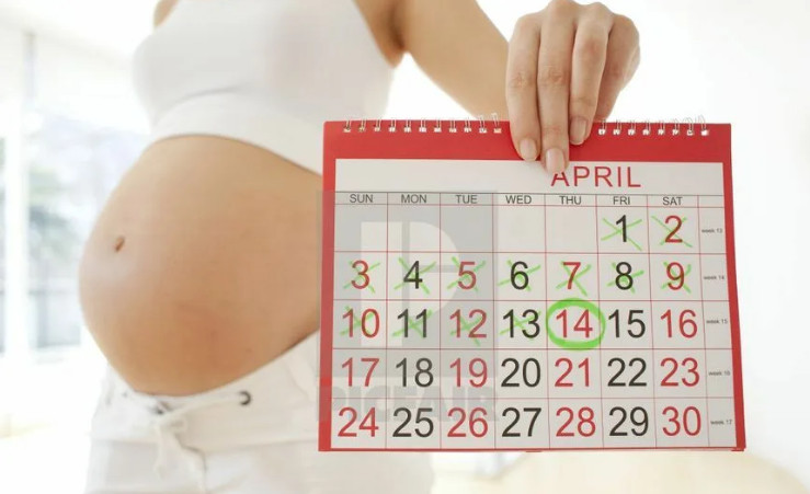 Как рассчитывать срок беременности по неделям и дням?