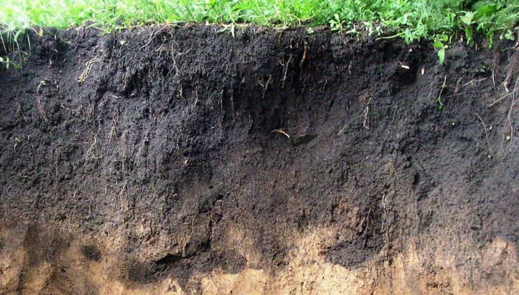Чем обогатить почву: плодородный грунт и чернозем